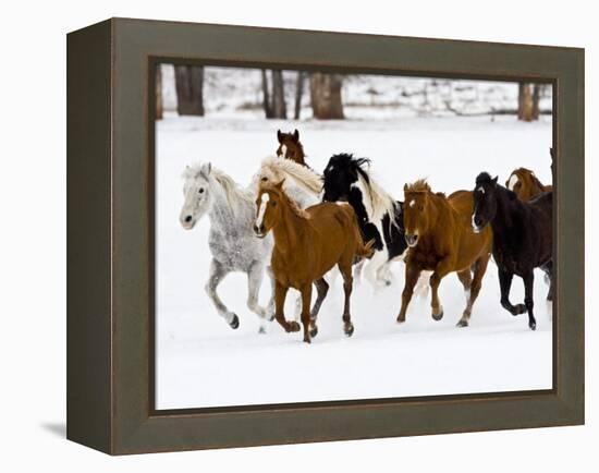 Running Horses on Hideout Ranch, Shell, Wyoming, USA-Joe Restuccia III-Framed Premier Image Canvas