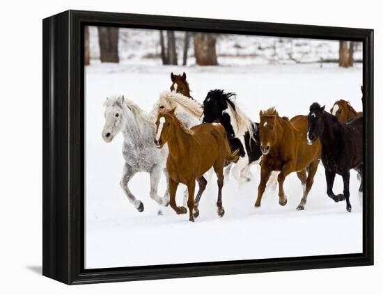 Running Horses on Hideout Ranch, Shell, Wyoming, USA-Joe Restuccia III-Framed Premier Image Canvas