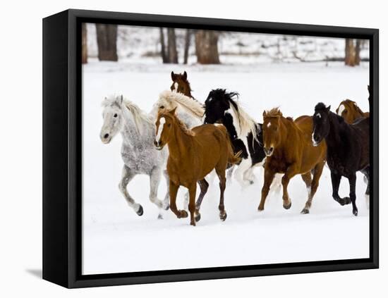 Running Horses on Hideout Ranch, Shell, Wyoming, USA-Joe Restuccia III-Framed Premier Image Canvas