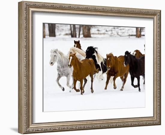 Running Horses on Hideout Ranch, Shell, Wyoming, USA-Joe Restuccia III-Framed Photographic Print