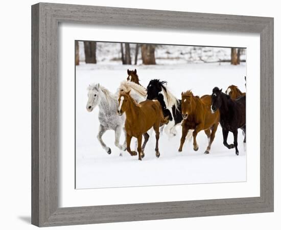 Running Horses on Hideout Ranch, Shell, Wyoming, USA-Joe Restuccia III-Framed Photographic Print