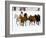 Running Horses on Hideout Ranch, Shell, Wyoming, USA-Joe Restuccia III-Framed Photographic Print