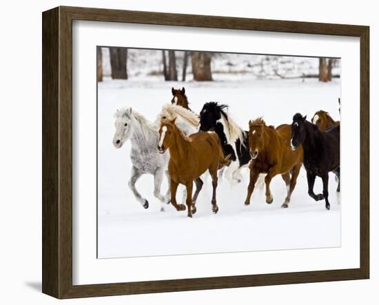 Running Horses on Hideout Ranch, Shell, Wyoming, USA-Joe Restuccia III-Framed Photographic Print