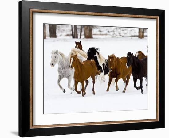 Running Horses on Hideout Ranch, Shell, Wyoming, USA-Joe Restuccia III-Framed Photographic Print