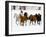 Running Horses on Hideout Ranch, Shell, Wyoming, USA-Joe Restuccia III-Framed Photographic Print