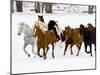 Running Horses on Hideout Ranch, Shell, Wyoming, USA-Joe Restuccia III-Mounted Photographic Print