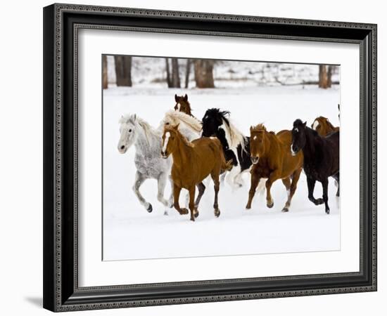 Running Horses on Hideout Ranch, Shell, Wyoming, USA-Joe Restuccia III-Framed Photographic Print