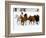 Running Horses on Hideout Ranch, Shell, Wyoming, USA-Joe Restuccia III-Framed Photographic Print