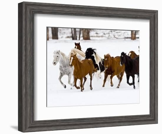 Running Horses on Hideout Ranch, Shell, Wyoming, USA-Joe Restuccia III-Framed Photographic Print