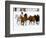 Running Horses on Hideout Ranch, Shell, Wyoming, USA-Joe Restuccia III-Framed Photographic Print