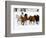 Running Horses on Hideout Ranch, Shell, Wyoming, USA-Joe Restuccia III-Framed Photographic Print