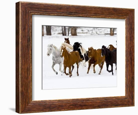 Running Horses on Hideout Ranch, Shell, Wyoming, USA-Joe Restuccia III-Framed Photographic Print