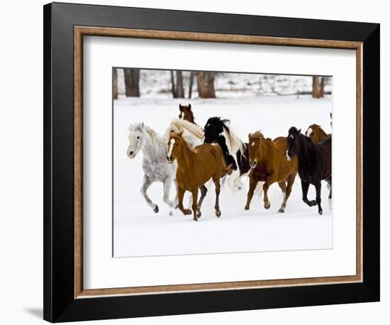 Running Horses on Hideout Ranch, Shell, Wyoming, USA-Joe Restuccia III-Framed Photographic Print