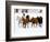 Running Horses on Hideout Ranch, Shell, Wyoming, USA-Joe Restuccia III-Framed Photographic Print