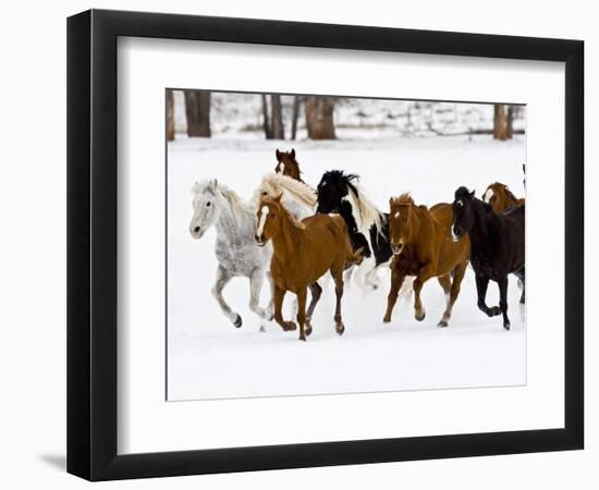 Running Horses on Hideout Ranch, Shell, Wyoming, USA-Joe Restuccia III-Framed Photographic Print