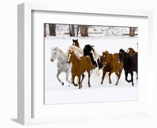 Running Horses on Hideout Ranch, Shell, Wyoming, USA-Joe Restuccia III-Framed Photographic Print