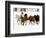 Running Horses on Hideout Ranch, Shell, Wyoming, USA-Joe Restuccia III-Framed Photographic Print