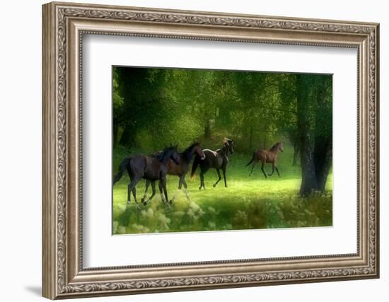 Running Horses-Allan Wallberg-Framed Photographic Print