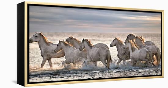 Running Horses-Xavier Ortega-Framed Stretched Canvas