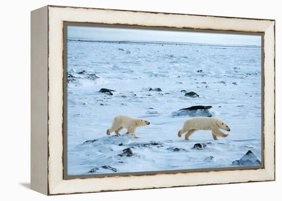 Running Mother and Cub-Howard Ruby-Framed Premier Image Canvas