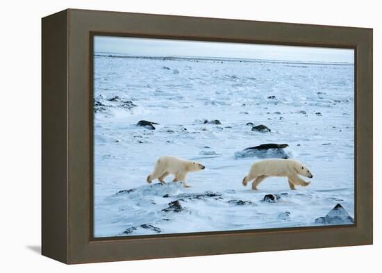 Running Mother and Cub-Howard Ruby-Framed Premier Image Canvas