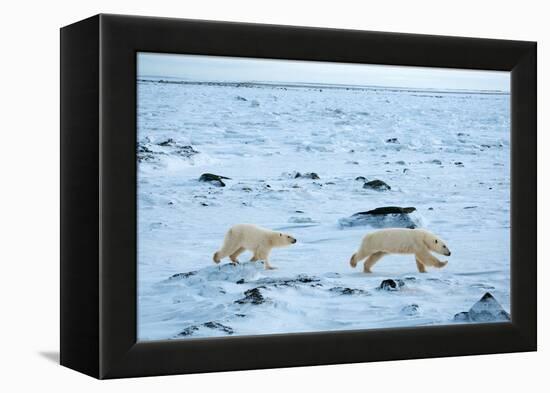 Running Mother and Cub-Howard Ruby-Framed Premier Image Canvas