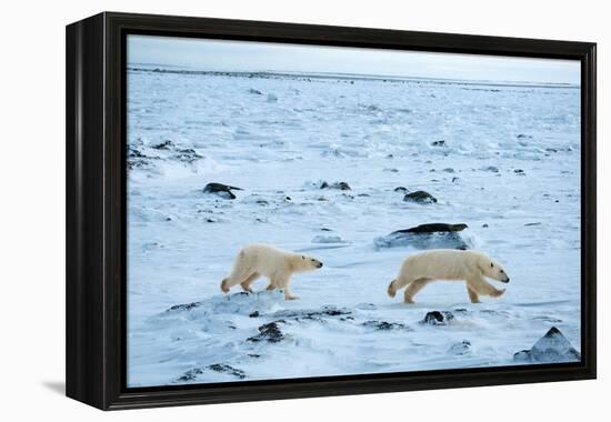 Running Mother and Cub-Howard Ruby-Framed Premier Image Canvas