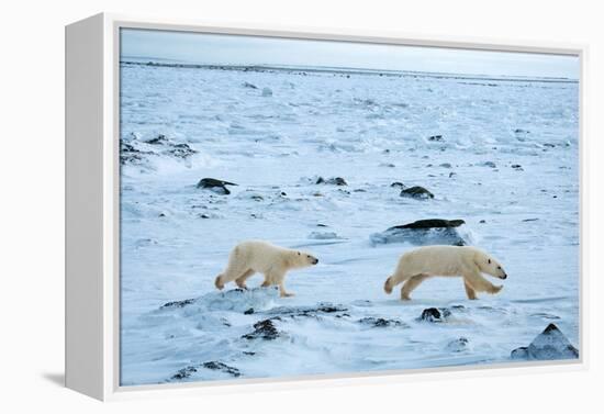Running Mother and Cub-Howard Ruby-Framed Premier Image Canvas