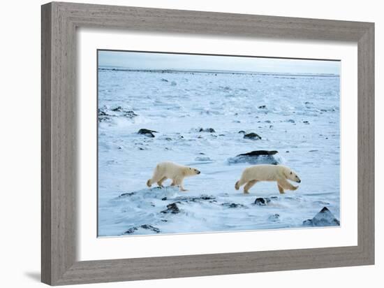 Running Mother and Cub-Howard Ruby-Framed Photographic Print