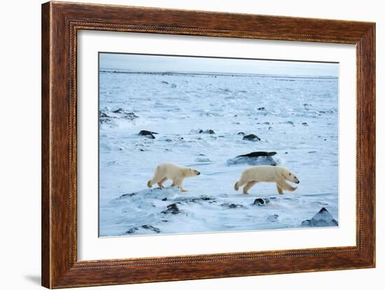 Running Mother and Cub-Howard Ruby-Framed Photographic Print