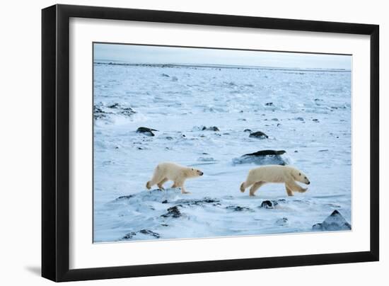Running Mother and Cub-Howard Ruby-Framed Photographic Print