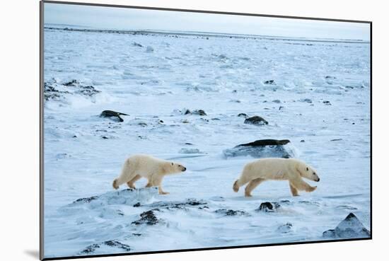 Running Mother and Cub-Howard Ruby-Mounted Photographic Print