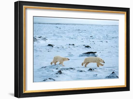 Running Mother and Cub-Howard Ruby-Framed Photographic Print