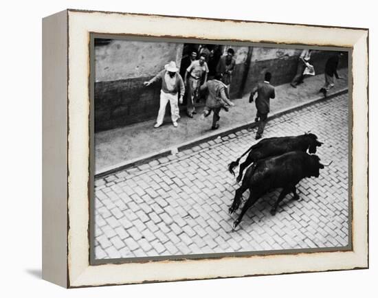 Running of the Bulls for Fiesta of San Ferman-Tony Linck-Framed Premier Image Canvas