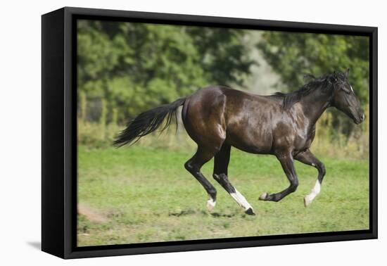 Running Quarter Horse-DLILLC-Framed Premier Image Canvas