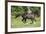 Running Quarter Horse-DLILLC-Framed Photographic Print