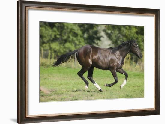 Running Quarter Horse-DLILLC-Framed Photographic Print