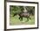 Running Quarter Horse-DLILLC-Framed Photographic Print