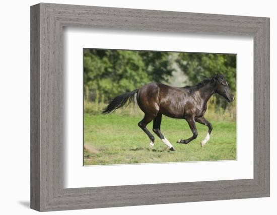 Running Quarter Horse-DLILLC-Framed Photographic Print