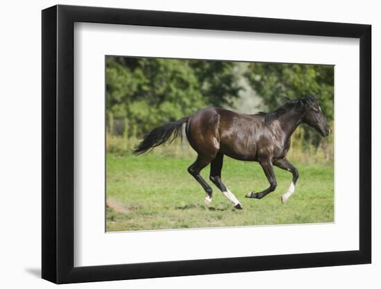 Running Quarter Horse-DLILLC-Framed Photographic Print