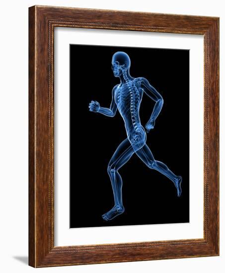 Running Skeleton, Artwork-SCIEPRO-Framed Photographic Print