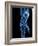 Running Skeleton, Artwork-SCIEPRO-Framed Photographic Print