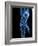 Running Skeleton, Artwork-SCIEPRO-Framed Photographic Print