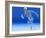 Running Skeleton In Body, Artwork-Roger Harris-Framed Photographic Print