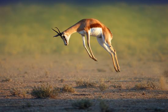 running-springbok-jumping-high-antidorca