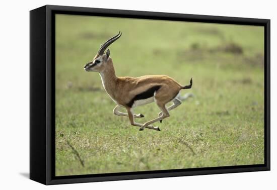 Running Thomson's Gazelle-null-Framed Premier Image Canvas