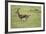 Running Thomson's Gazelle-null-Framed Photographic Print