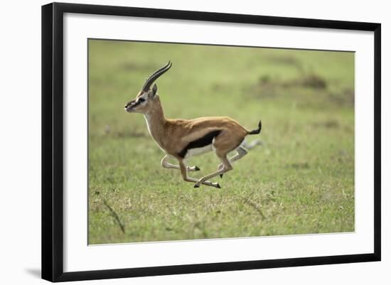 Running Thomson's Gazelle-null-Framed Photographic Print