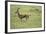 Running Thomson's Gazelle-null-Framed Photographic Print