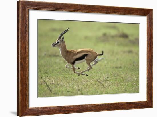 Running Thomson's Gazelle-null-Framed Photographic Print